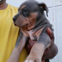 kadoshbullkennel