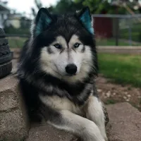 original sound - brother_huskies
