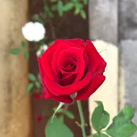 Scent Baagundi From Pokiri