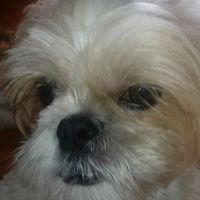 _cookie_dog
