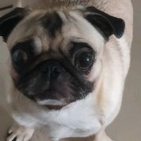 sakurinha_pug