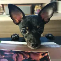 original sound - crazydayzi