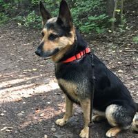 misu.thedog
