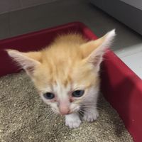 cat_luna_123