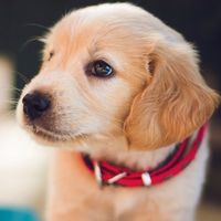 funny_pets_