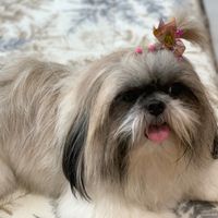 belinha_resende1
