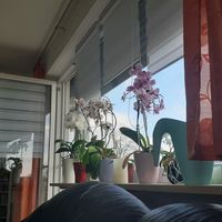 tier_storys