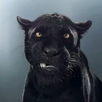 original sound - userdiscopartizanen