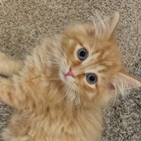 king_pickles_the_third