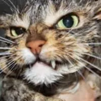 original sound - machats0077