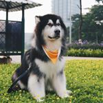 kenzothemalamute
