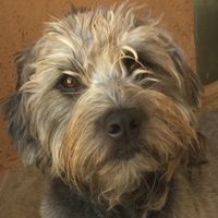 noopy_dogs_