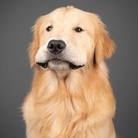 agoldennamedkevin