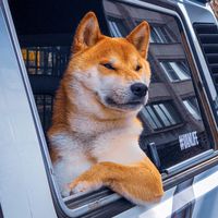 shiba.stiv