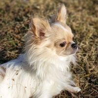 bilou.the.chihuahua