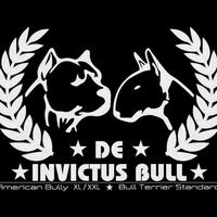 invictusbullkennel