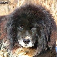 karaborunkennelgoshovar0