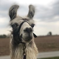 lleapin.llamas