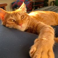 heyoliverthecat