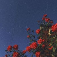 addixcharli6
