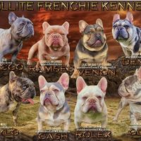 ellitefrenchiekennel
