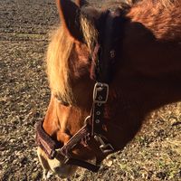 equi.norway