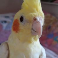 baby_pipoca