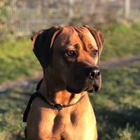 _nora.the.dog_