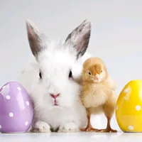 original sound - wielkanocny.kurczaczek