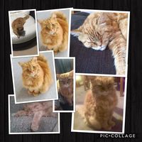 _fxck_itz_kitty_