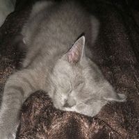 mitzekatze007