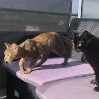 original sound - nalabagheera