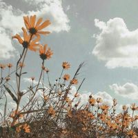 wonderlanddarling