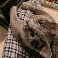 ashotofgreygus