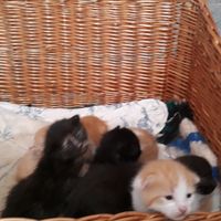 gattofigo
