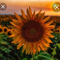...sunflower....vibes