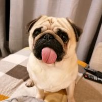 bodipuggg