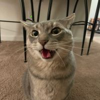 kittycatbibs