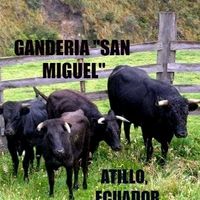 ganaderia_san_miguel