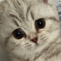 milouthekitty22
