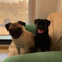 emma_roman_pug22