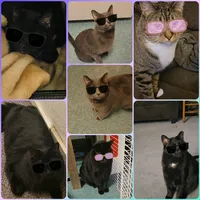 original sound - imthecoolcatmom