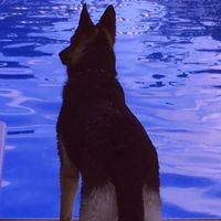 molly_the_shepherd_dowg