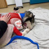 naeviathehusky