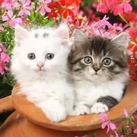 original sound - yundubegrx9