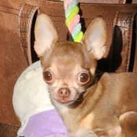 ogtinkerthechihuahua