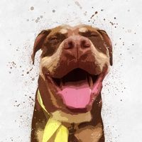 herathepuppymillsurvivor