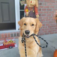 shadowthebestdogever