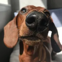 original sound - theuprightdachshund