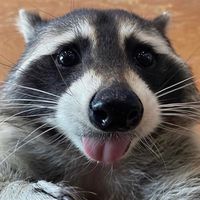 freshahhraccoon
